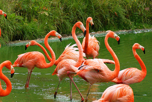 Flamingos